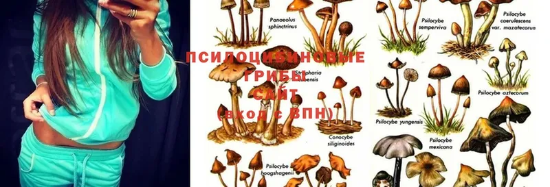 OMG tor  Саки  Галлюциногенные грибы Magic Shrooms 